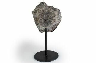 Fossil Theropod Vertebra Section w/ Metal Stand - Colorado #383252