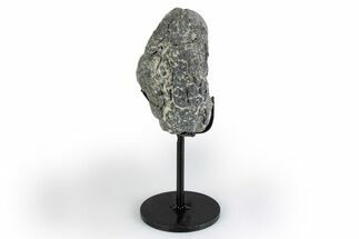 Fossil Sauropod Vert Process Section w/ Metal Stand - Colorado #383253