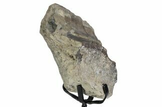 Fossil Theropod Vertebra Section w/ Metal Stand - Colorado #383254