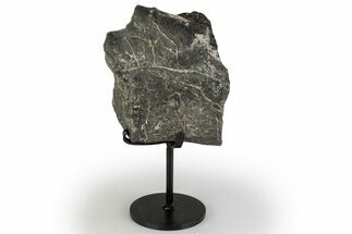 Fossil Sauropod Partial Vertebra w/ Metal Stand - Colorado #383264