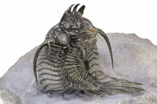 Alien-Looking Quadrops Trilobite - Fantastic Preparation #382871