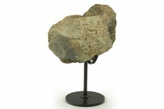 Dinosaur (Triceratops) Frill Shield Section w/ Stand - South Dakota #383112