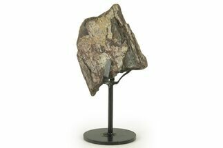 Fossil Sauropod Rib Section with Metal Stand - Colorado #383198
