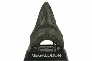 Bargain, Fossil Megalodon Tooth - South Carolina #383197