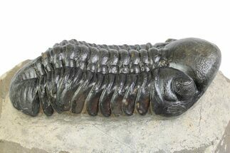 Detailed Reedops Trilobite - Atchana, Morocco #383414