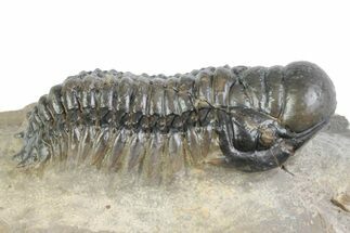 Detailed Crotalocephalina Trilobite Fossil - Atchana, Morocco #383415