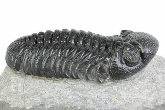 Prone Morocops Trilobite Fossil - Ofaten, Morocco #383416