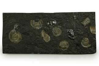 Fossil Ammonite Cluster - Posidonia Shale, Germany #378182