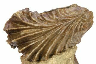 Jurassic Oyster (Lopha) Fossil - Germany #383617