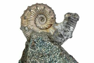 Iridescent Pyritized Ammonite (Kosmoceras) Fossil Display #383618