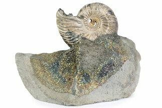 Iridescent Pyritized Ammonite (Quenstedticeras) Fossil Display #383625