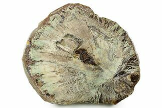 Polished Petrified Wood Slab With Malachite - Turkey #383673