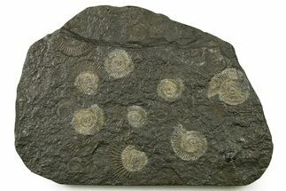 Fossil Ammonite (Dactylioceras) Cluster - Posidonia Shale, Germany #383718