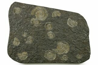 Fossil Ammonite Cluster - Posidonia Shale, Germany #383720