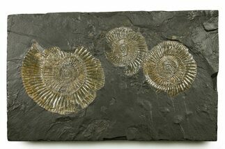 Fossil Ammonite (Dactylioceras) Cluster - Posidonia Shale, Germany #383724