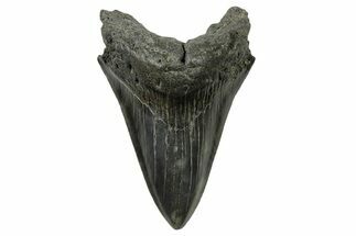 Sharply Serrated, Fossil Megalodon Tooth - South Carolina #383644