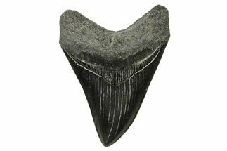Serrated, Megalodon Tooth - South Carolina #383651