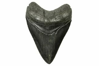 Fossil Megalodon Tooth - South Carolina #383699