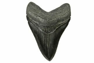 Serrated, Fossil Megalodon Tooth - South Carolina #383700