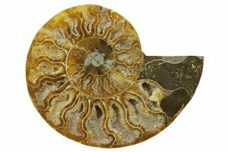 Cut & Polished Ammonite Fossil (Half) - Madagascar #377726