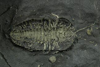 Pyritized Triarthrus Trilobite with Appendages - New York #383763