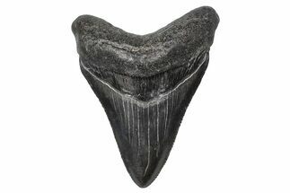 Serrated, Juvenile Megalodon Tooth - South Carolina #383757
