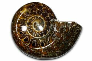 Polished Fossil Ammonite Dish - Madagascar #383908