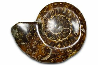 Polished Fossil Ammonite Dish - Madagascar #383909