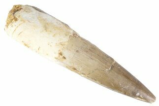 Fossil Spinosaurus Tooth - Real Dinosaur Tooth #383793