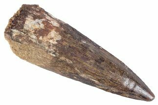 Fossil Spinosaurus Tooth - Real Dinosaur Tooth #383799
