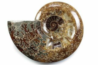 Polished Fossil Ammonite Dish - Madagascar #383928