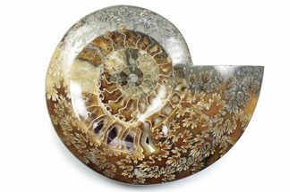 Polished Fossil Ammonite Dish - Madagascar #383929