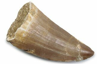 Fossil Mosasaur (Hainosaurus) Tooth - Morocco #384017