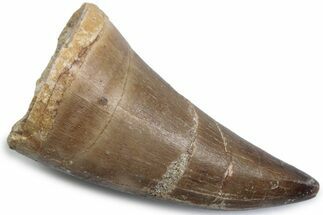 Fossil Mosasaur (Mosasaurus) Tooth - Morocco #384021