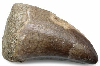 Fossil Mosasaur (Thalassotitan) Tooth - Morocco #384040