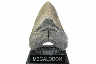 Huge, Fossil Megalodon Tooth - North Carolina #384106