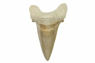 Serrated Sokolovi (Auriculatus) Shark Tooth - Morocco #384277