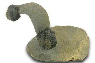 Two Curled Austerops Trilobite Fossils - Ofaten, Morocco #384229