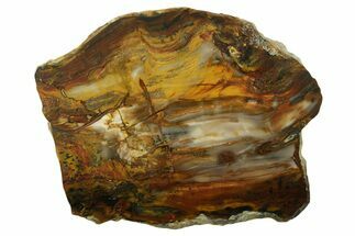 Colorful Petrified Wood Slab - Saddle Mountain, Washington #384318