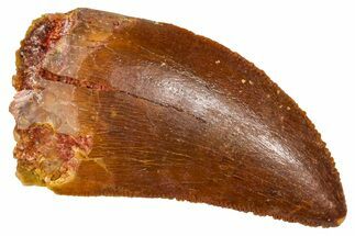 Serrated, Juvenile Carcharodontosaurus Tooth - Morocco #384448