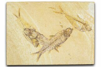 Limestone With Four Detailed Fossil Fish - Wyoming #384491
