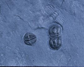 Bolaspidella & Peronopsis Trilobites #3131