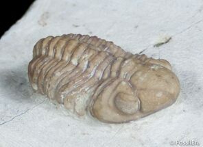 Kainops Raymondi Trilobite - Oklahoma #3129