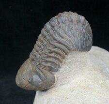 Reedops Trilobite - Great Preservation #20651