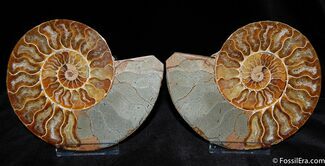 Brilliant Agatized Sliced and Polished Ammonite (Pair) #384