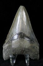 Sharply Serrated Lower Megalodon Tooth #20789