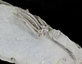 Aulocrinus Crinoid Fossil - Crawfordsville #20841