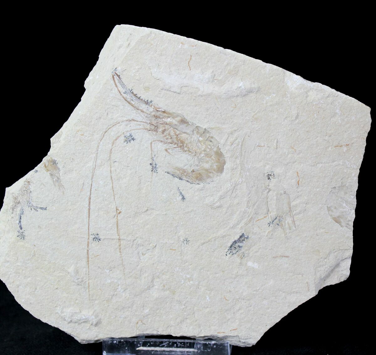 Cretaceous Fossil Shrimp Carpopenaeus Lebanon (20900) For Sale