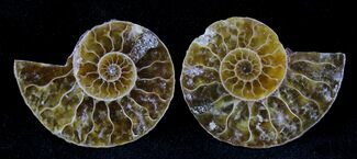 Small Agatized Ammonite Pair - #21113
