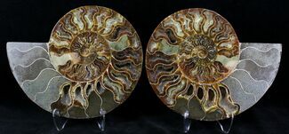 Split Agatized Ammonite Fossil #21211